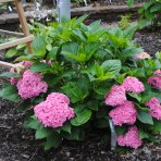 Hortenzia kalinolistá (Hydrangea macrophylla) ´PERFECTION® (You & Me)´ - výška 20-30 cm, Ø 20-30 cm, kont. C3L